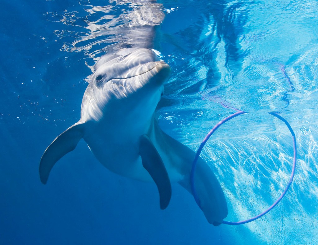 Winter With Hoola Hoop | Clearwater Aquarium