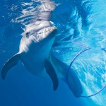 Winter With Hoola Hoop | Clearwater Aquarium